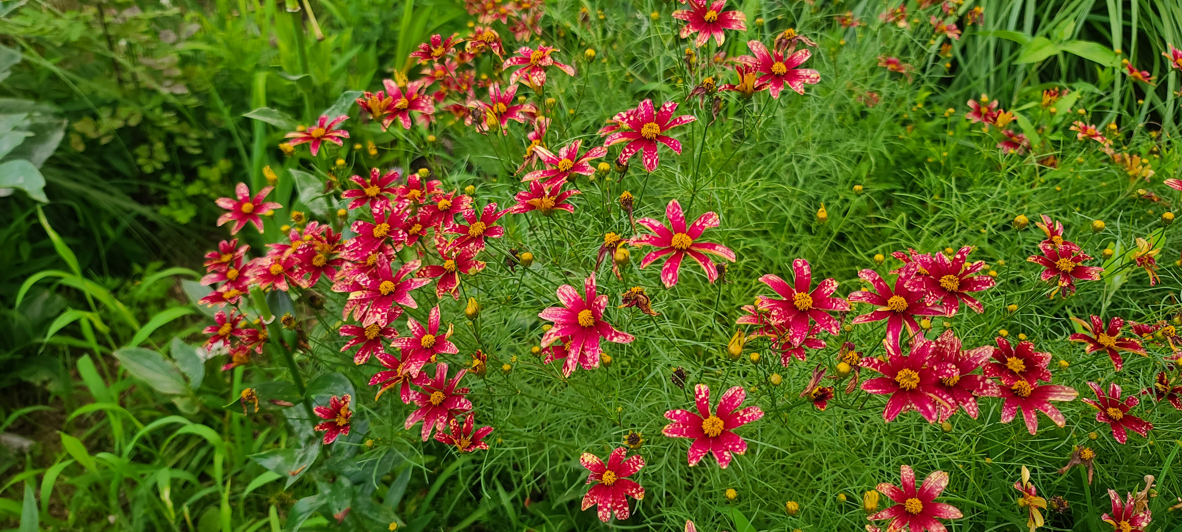 Coreopsis verticillata 'Red Sunlight’